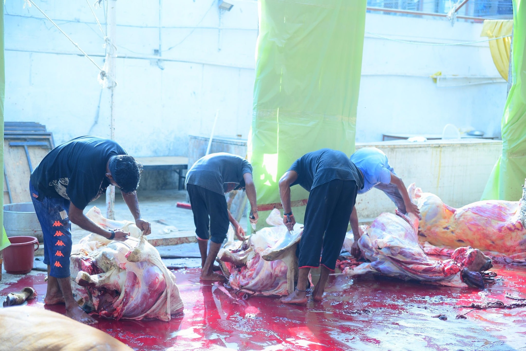 Qurbani-2025-Images (25)-min