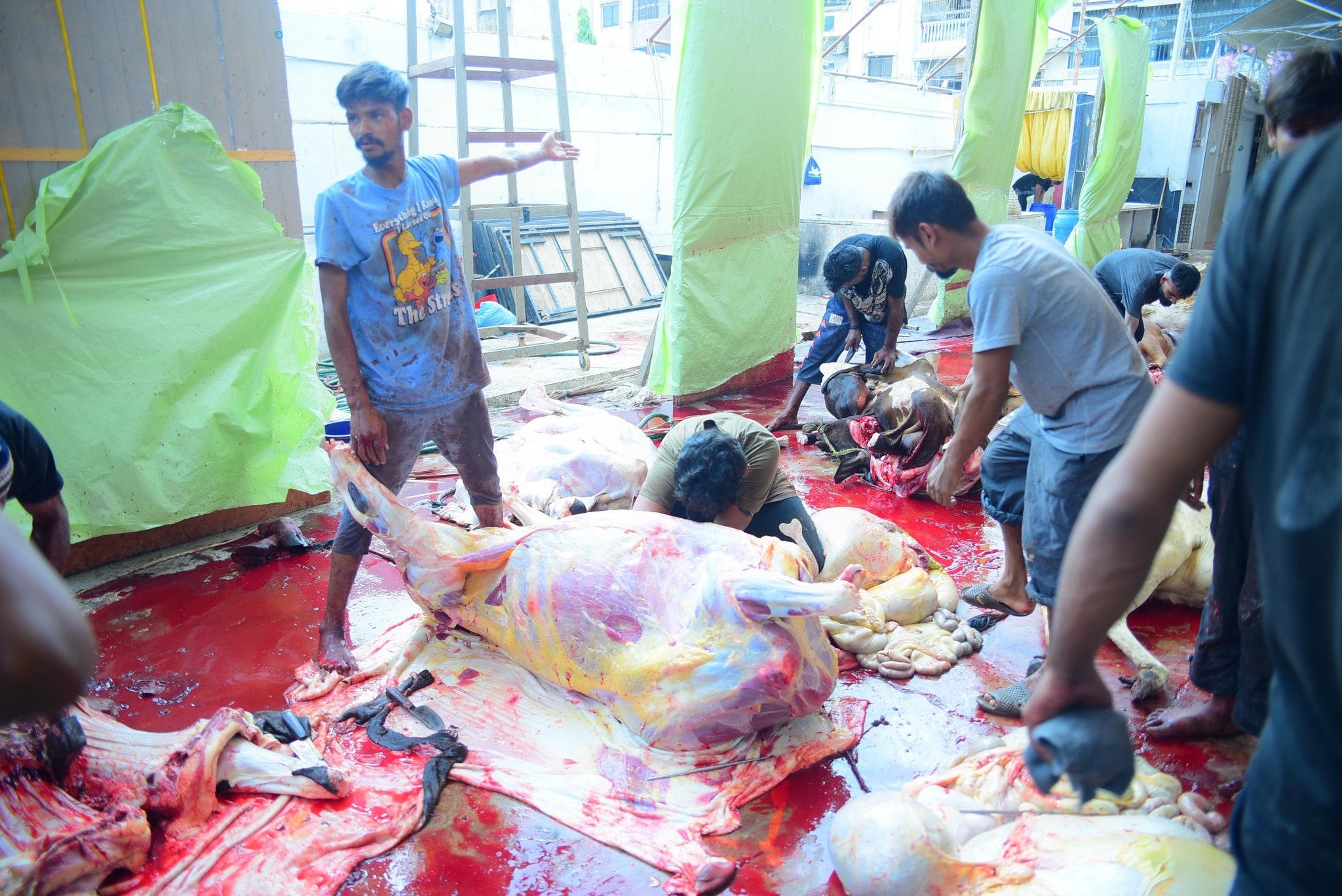 Qurbani-2025-Images (39)-min